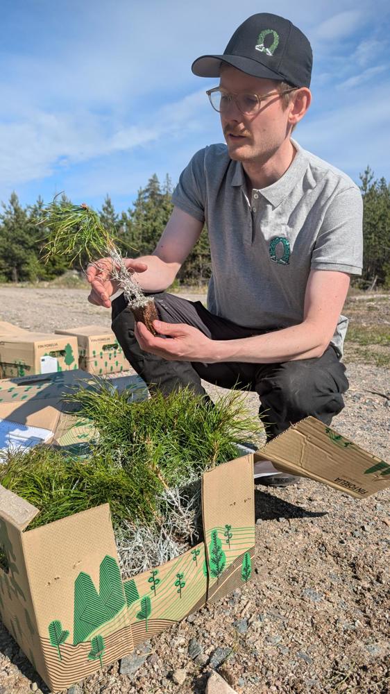Medarbetare från UAF visar en tallplanta i samband med ett skogligt försök